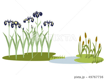 端午の節句のイメージ。菖蒲の花。 日本の季節のイラスト。 こどもの日のイラスト素材。 49767736