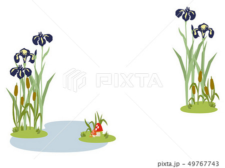 端午の節句のイメージ。菖蒲の花。 日本の季節のイラスト。 こどもの日のイラスト素材。 49767743