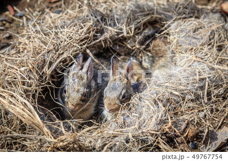 Baby rabbits in the nest 49767754