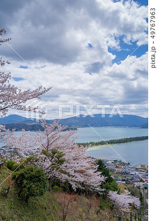 日本三景の天橋立 桜が満開の丹後半島天橋立 49767963