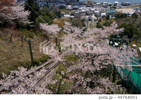日本三景の天橋立 桜が満開の丹後半島天橋立 日本三景の天橋立 桜が満開の丹後半島天橋立 49768001