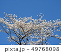 桜 49768098