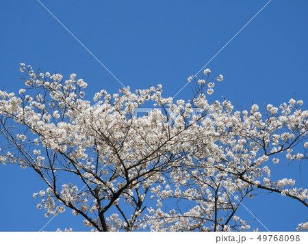 桜 桜 49768098