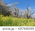 桜と菜の花 49768099