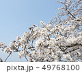 サクラ 49768100