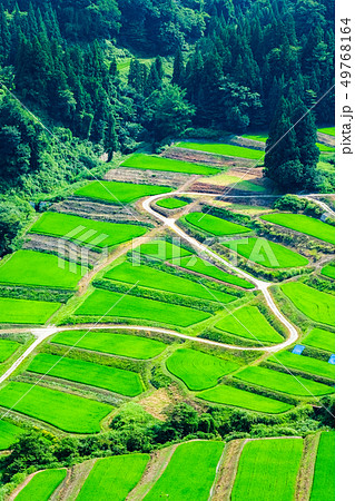 慶地の棚田 （７月） 49768164