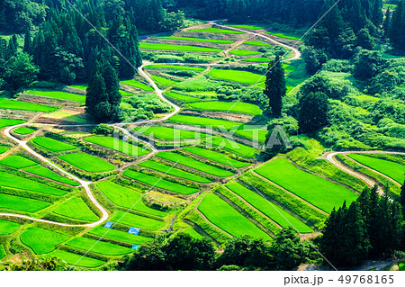 慶地の棚田 （７月） 49768165