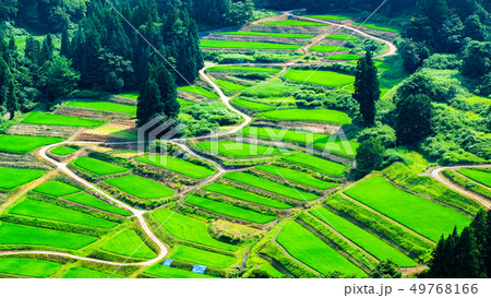 慶地の棚田 （７月） 49768166
