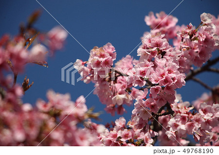 早咲き「安行寒桜」・朝日を浴びて 早咲き「安行寒桜」・朝日を浴びて 49768190