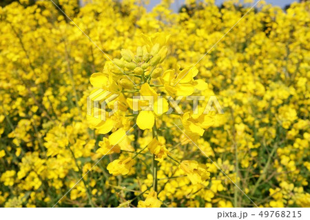 菜の花　自然豊かな春のイメージ 49768215