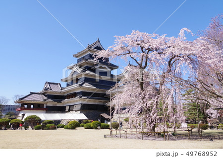 信州 松本の春 国宝松本城と加藤清正公 駒つなぎの桜 松本観光の中心(2019年春) 信州 松本の春 国宝松本城と加藤清正公 駒つなぎの桜 松本観光の中心(2019年春) 49768952