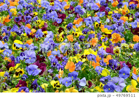 Multicolor pansy flowers or pansies close up as Multicolor pansy flowers or pansies close up as 49769511