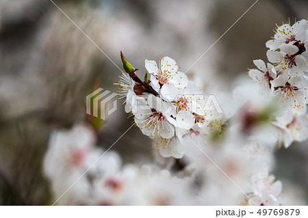 apricot flower spring nature close up macro  49769879