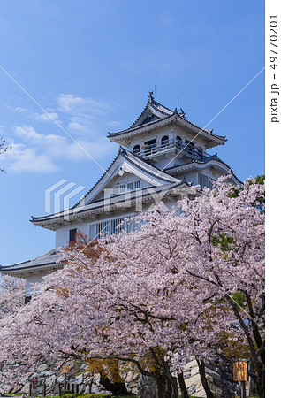 豊公園の桜 49770201