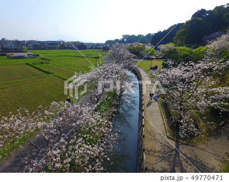 隼人町神宮付近の桜並木空撮 隼人町神宮付近の桜並木空撮 49770471