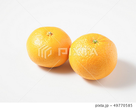 2つの甘夏 2つの甘夏 49770585