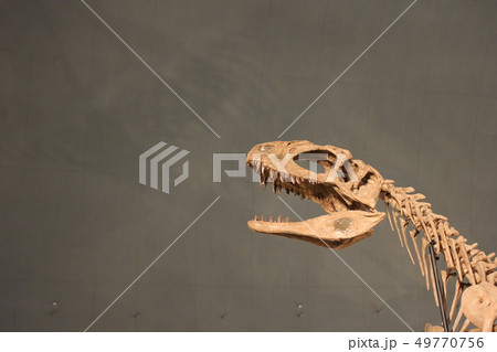 恐竜の化石（シンラプトル・ドンギ） 49770756