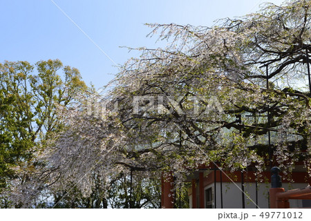 【和歌山県 日高川町】道成寺の枝垂桜 【和歌山県 日高川町】道成寺の枝垂桜 49771012