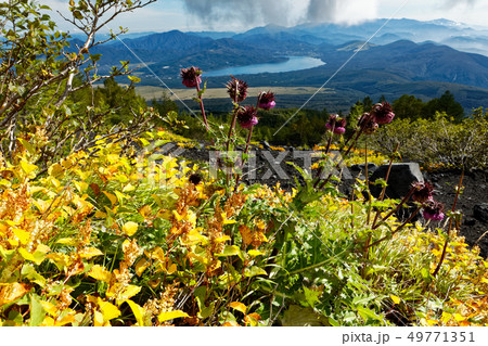 富士山・須走登山道のオンタデの黄葉・アザミの花と山中湖の眺め 49771351