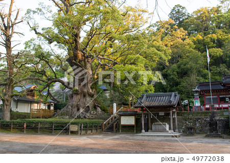 朝日を受ける蒲生のクス 鹿児島県 朝日を受ける蒲生のクス 鹿児島県 49772038