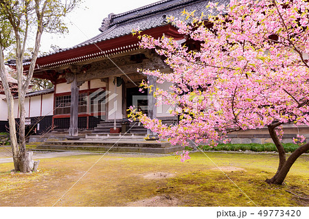 蚶満寺の桜 蚶満寺の桜 49773420