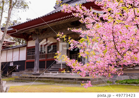 蚶満寺の桜 蚶満寺の桜 49773423