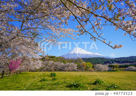 富士山 桜 富士山 桜 49773523