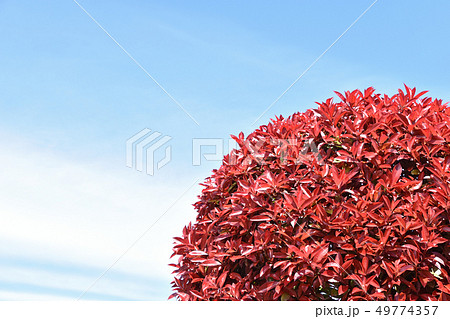 カナメモチ(要黐) カナメモチ(要黐) 49774357