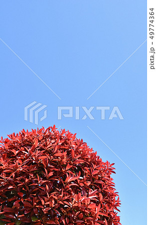 カナメモチ(要黐) カナメモチ(要黐) 49774364