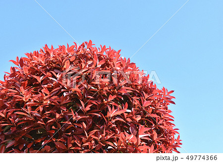 カナメモチ(要黐) カナメモチ(要黐) 49774366