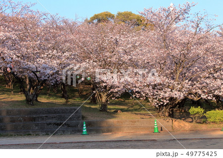 大牟田市　甘木山公園　桜 49775425