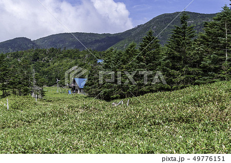北八ヶ岳の森 49776151