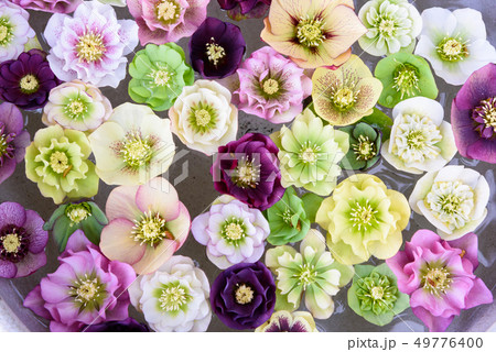 クリスマスローズ クリスマスローズ 49776400