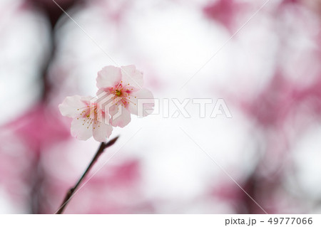 桜 さくら サクラ 49777066