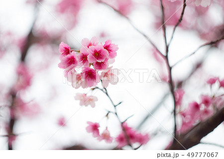 桜 さくら サクラ 49777067