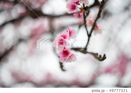 桜 さくら サクラ 49777321