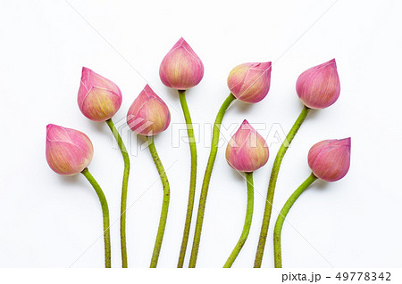 Lotus flowers on white. Lotus flowers on white. 49778342