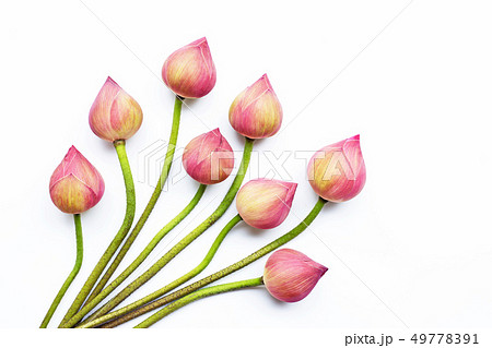 Lotus flowers on white. Lotus flowers on white. 49778391