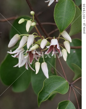 ムベの花 49778436