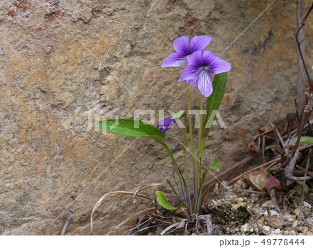 スミレ スミレ 49778444