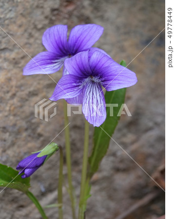 スミレ スミレ 49778449