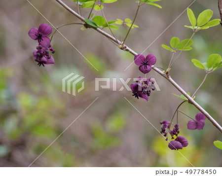 アケビの花 49778450