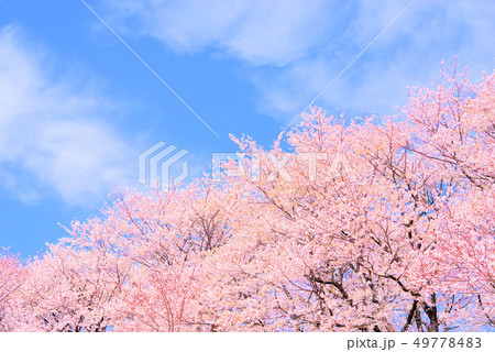 青空と咲き誇る桜 49778483