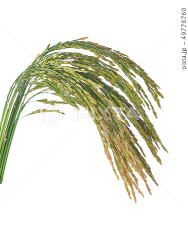 Thai Jasmine rice on white background 49778760