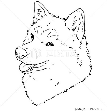 Husky Real Eyes Line Drawing Stock Illustration