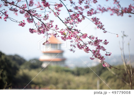 花 フラワー お花 49779008
