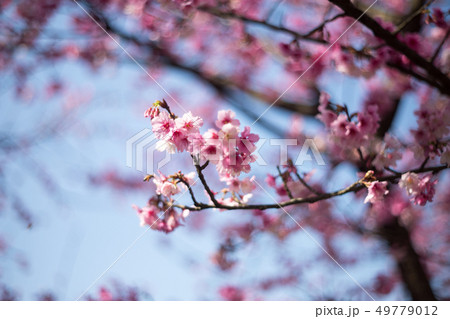 花 フラワー お花 49779012