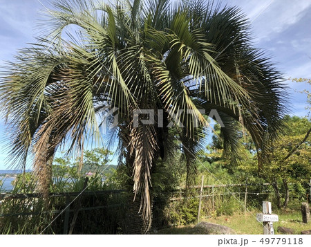 椰子の木 49779118
