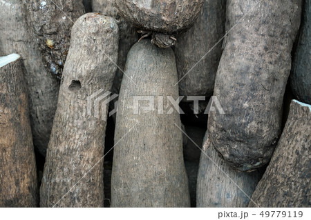 Puna yam roots displayed at food market, plant skin detail 49779119
