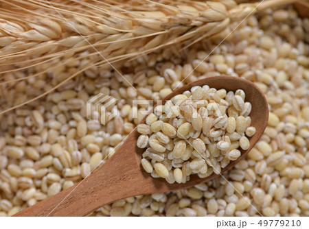 White sorghum isolated on background. 49779210